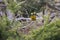 Male evening grosbeak seen perched on a coniferous tree branch