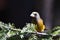 Male Evening Grosbeak sits perched in a tree