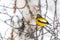 Male Evening GrosbeakBird Celebratig New Year by Minus Twenty F