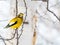 Male Evening GrosbeakBird Celebratig New Year by Minus Twenty F