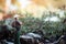 A male explorer stands looking at the scenery and nature surrounding the tropical forest.