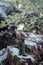 A male explorer stands looking at the scenery and nature surrounding the tropical forest.