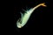 The male Fairy Shrimp Branchipus schaefferi captured close up with black background. A beautiful white crustacean swimming in th