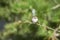 Male fairy wren on rose twig facing forward tail upright