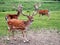 Male Fallow deer