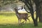 Male fallow deer, Dama Dama, foraging during sunsrise.