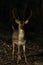 Male Fallow deer Dama dama in rutting season