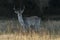 Male Fallow deer Dama dama in rutting season