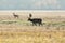 Male fallow deer at dawn 1