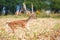 Male fallow deer escaping through agricultural field during harvest