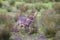 Male fallow deer with fully grown antlers running past with motion blur towards the edge of the image