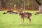 A male fallow deer with large antlers