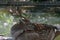 Male of fallow deer next to a pond