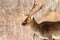 Male fallow deer portrait