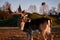 Male fallow deer in sunlit meadow