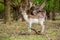 Male fallow deers in the forest, nature reserve, The Zuid-Kennemerland National Park, Netherlands Holland, wildlife