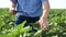 Male farmer or agronomist examining sunflower plant in field.