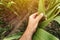 Male farmer agronomist touching unripe green corn maize crop leaf