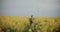 Male Farmer Amidst Plants In Farm.