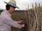 Male farmer Catching  leaf stalk of tapioca plant with tapioca limb that cut the stack together in the farm