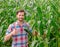 Male farmer checking plants on his farm. Agribusiness concept, agricultural engineer standing in a corn field with a tablet,