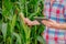 Male farmer checking plants on his farm. Agribusiness concept, agricultural engineer standing in a corn field with a tablet,