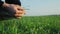 Male farmer checks spring wheat leaves on the field