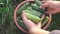 Male farmer collects cucumbers in a bucket