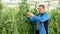 male farmer controlling process of growing of green peas in greenhouse