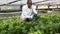 male farmer controlling process of growing of Malabar spinach