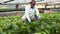 male farmer controlling process of growing of Malabar spinach in glasshouse