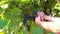 A male farmer cuts clusters of dark purple grapes from a vineyard with a pruner.