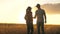 A male farmer extends his hand to a female farmer. Business people shake hands in a wheat field in the sun. Business