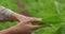 Male farmer in the field holds a small seedling. The cultivation of seedling. Agronomist inspects