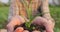 Male farmer in the field holds a small seedling. The cultivation of seedling. Agronomist inspects