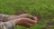 Male farmer in the field holds a small seedling. The cultivation of seedling. Agronomist inspects