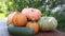 A male farmer gardener carries ripe pumpkins