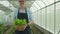 Male farmer gives fresh vegetables with a happy smile in plantation greenhouse.