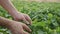 A male farmer hand examining soybean plant leaf, close-up