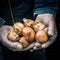 Male farmer hands holding dutch tulips