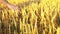 Male farmer hands in wheat field.