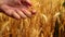 Male farmer hands in wheat field.