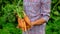 Male farmer harvesting carrots in the garden. Selective focus.