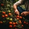 Male farmer harvests tomatoes in the garden. Tomatoes harvest season.Hand picks from the bush