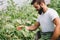 Male farmer picking fresh cucumbers from his hothouse garden