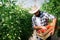 Male farmer picking fresh tomatoes from his hothouse garden