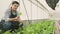 Male farmer plantation maintenance with pruning shears in cultivate greenhouse.