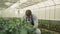 Male farmer plantation maintenance with pruning shears in cultivate greenhouse.