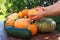 A male farmer puts ripe orange pumpkins on a wooden table against a background of garden tree