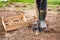 Male Farmer In Rubber Boots With Shovel And Potatoes In Ground I